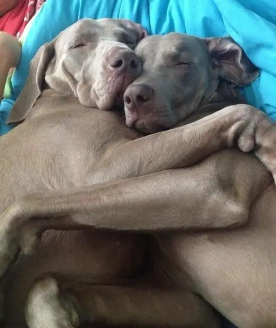 Weimaraner dog sleeping while hugging each other