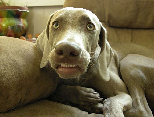 Weimaraner with cringey face