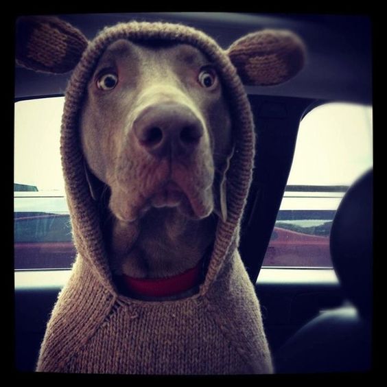 Weimaraner dog with shock face wearing a cute sweater