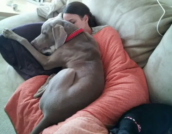 Weimaraner dog sleeping on the bed with its owner