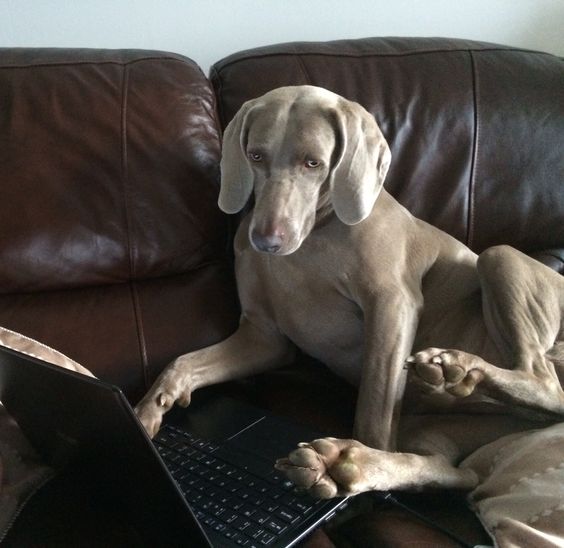 Weimaraner sitting on the couch while looking at the laptop