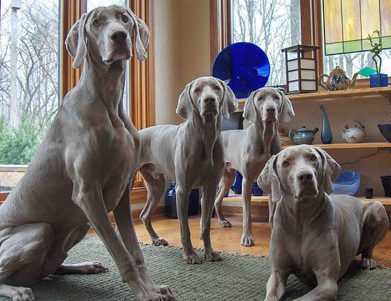 pack Weimaraner dogs