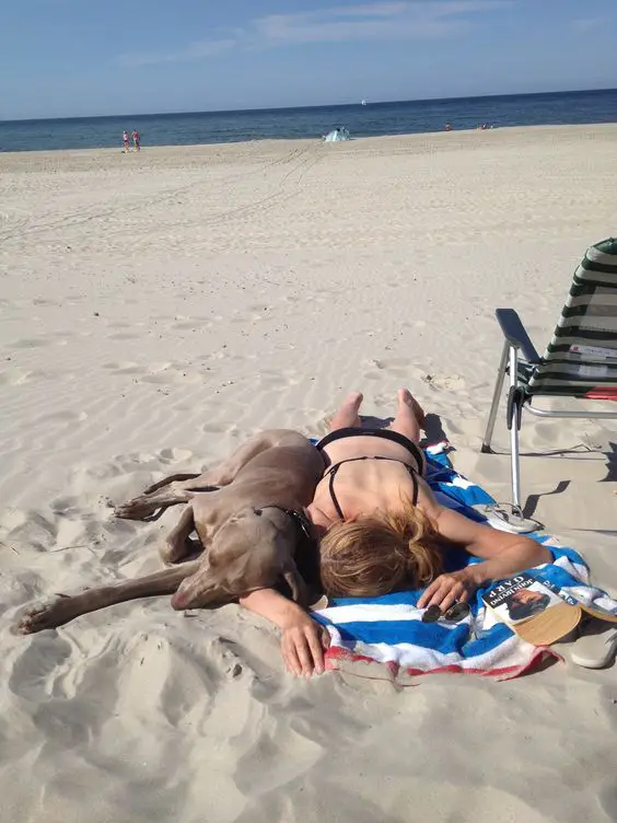 Weimaraner lying on the beach with its owner