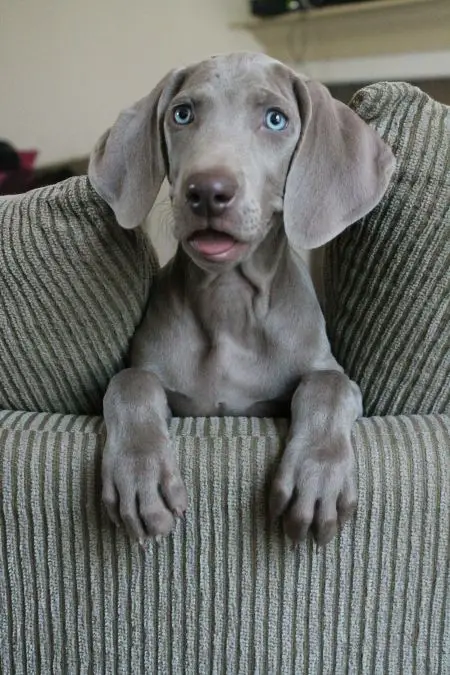 Weimaraner sitting on the couch with its curious face