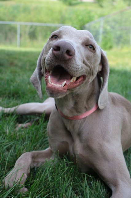 Weimaraners smiling while lying on the green grass