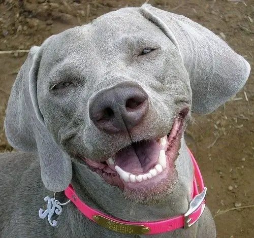 Weimaraner dog smiling