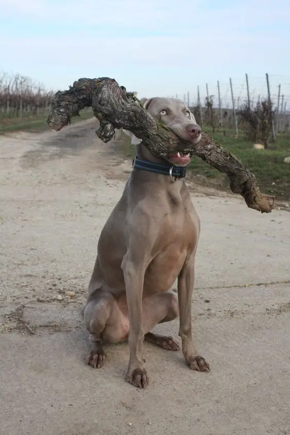 Weimaraner carrying a big twig on its mouth