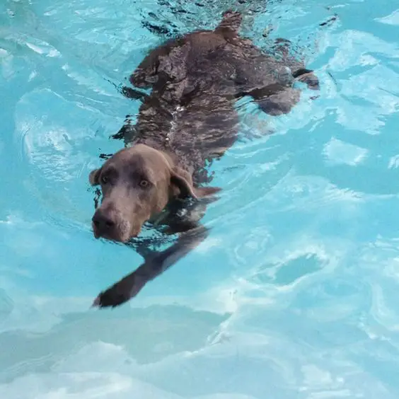 Weimaraner dog swimming in the pool