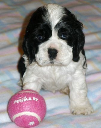 Black and White Cocker Spaniel puppy sitting on the bed with a pink toy