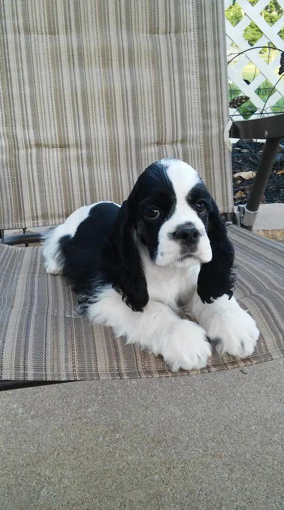 Black and White Cocker Spaniel puppy sitting on the chair in the garden
