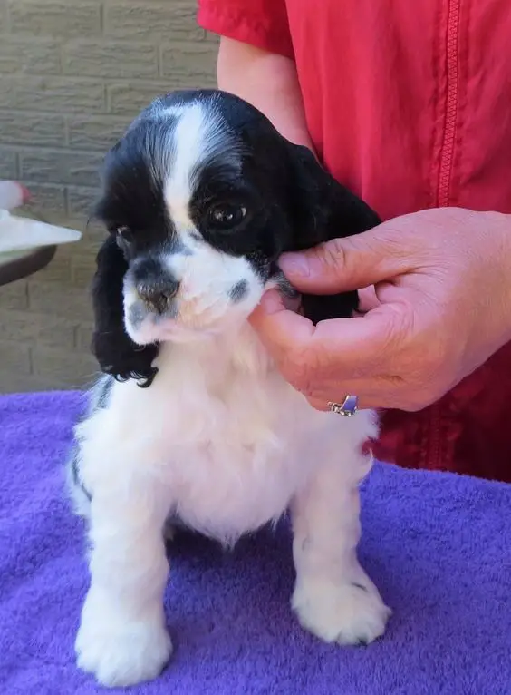 Black and White Cocker Spaniel puppy sitting on top of the towel on a table while man is touching her face