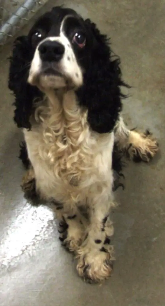Black and White Cocker Spaniel sitting on the floor while looking up with its begging face