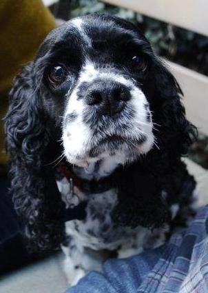 begging face of a Black and White Cocker Spaniel