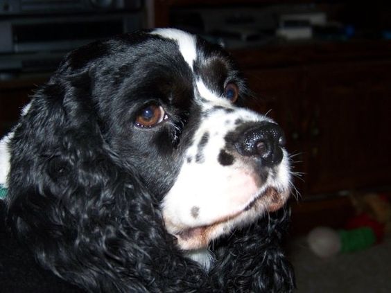 adorable sideview face of a Black and White Cocker Spaniel