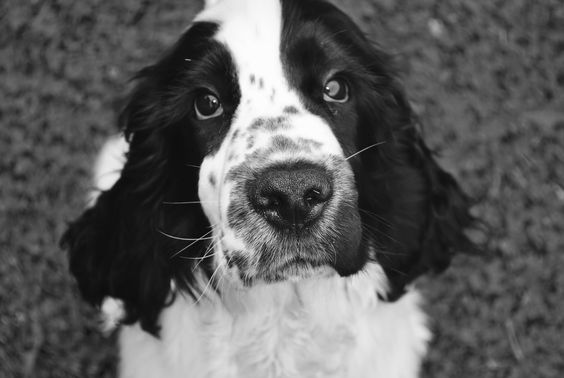Black and White Cocker Spaniel sitting on the grass with its sad face