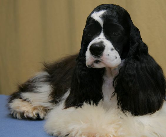 Black and White Cocker Spaniel with medium length hair lying on the table