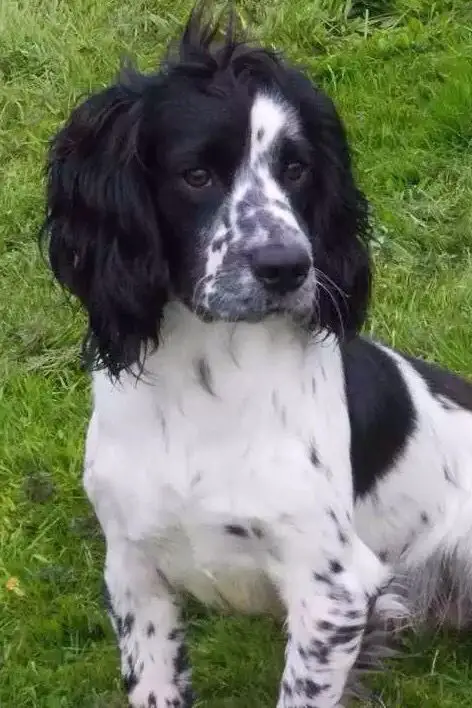 Black and White Cocker Spaniel sitting on the green grass with its confused face