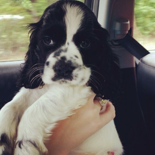 Black and White Cocker Spaniel puppy being held by a woman inside the car