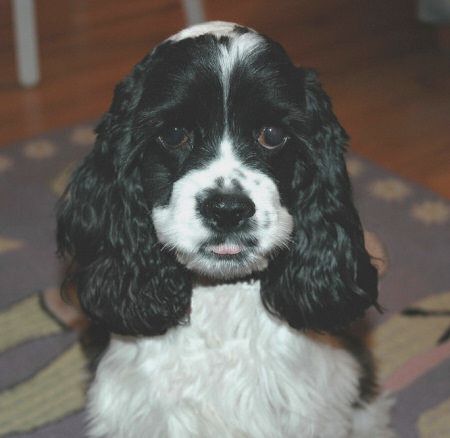Black and White Cocker Spaniel puppy sitting on the carpet with its sad face