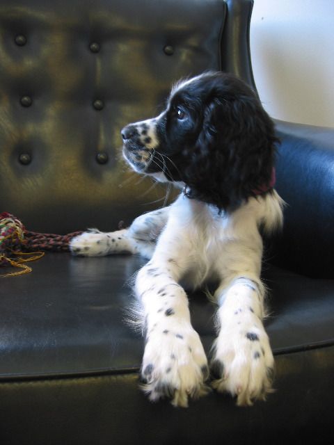 Black and White Cocker Spaniel puppy lying on top of the couch while looking sideways