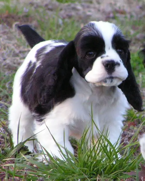 Black and White Cocker Spaniel walking in the grass