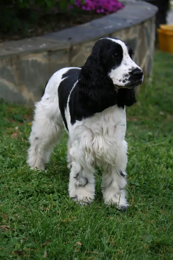 Black and White Cocker Spaniel standing on the green grass at the park