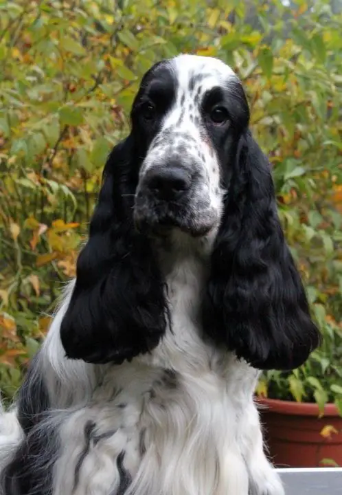 adult Black and White Cocker Spaniel sitting in the garden in front of the potted plants