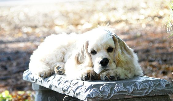 White Cocker Spaniel lying on top of the table at the park