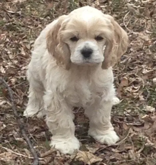 White Cocker Spaniel standing on the ground with its grumpy face