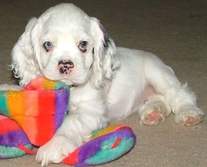 White Cocker Spaniel puppy lying on the floor with its colorful stuffed toy