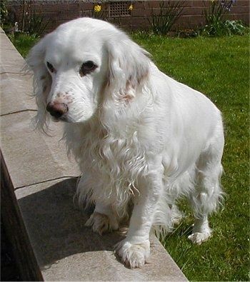 White Cocker Spaniel standing on the green grass with its arms on the concrete edge