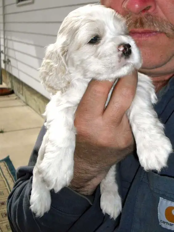 White Cocker Spaniel puppy being held by a man