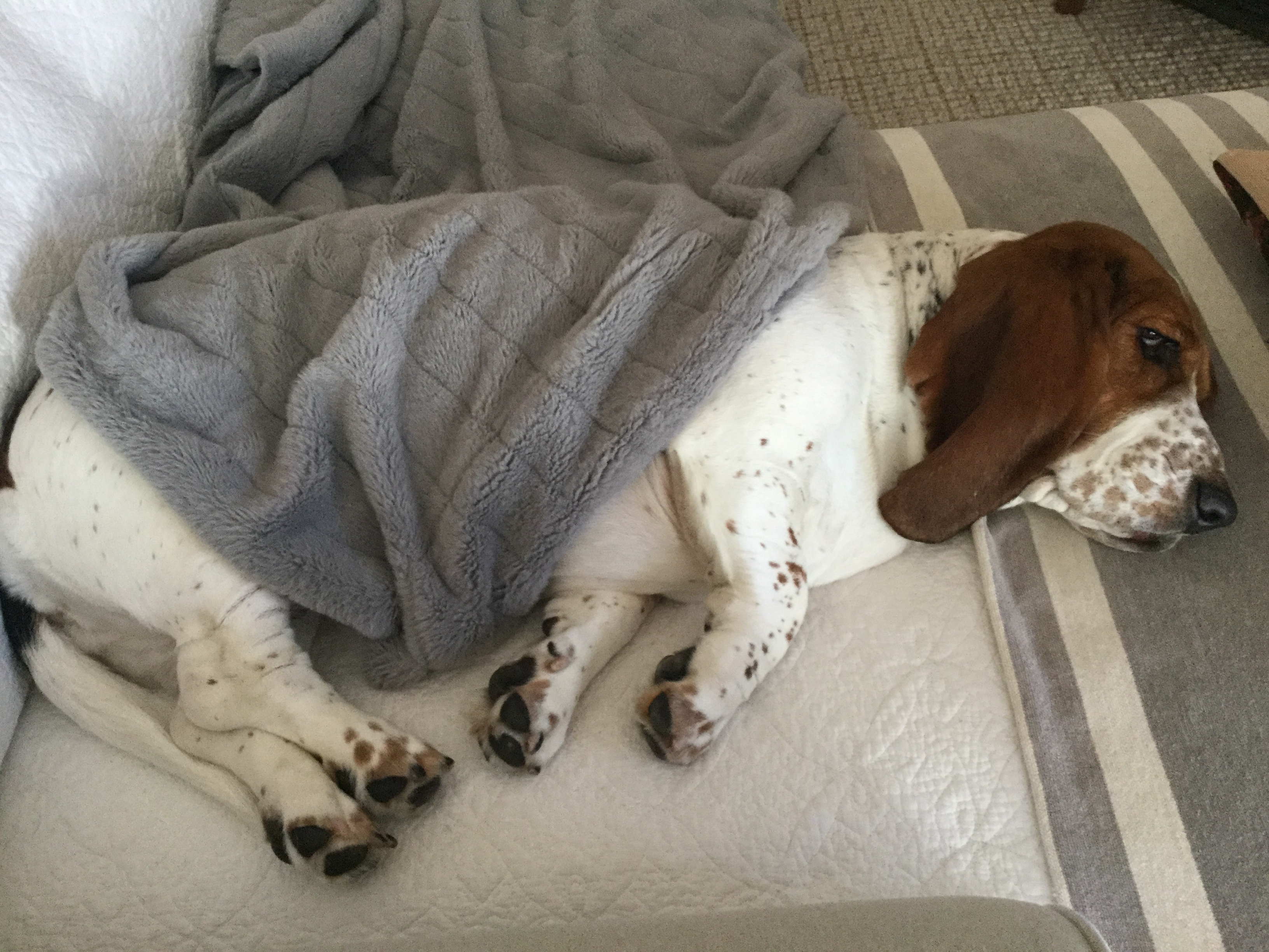 Basset Hound sleeping in couch with gray blanket on its body