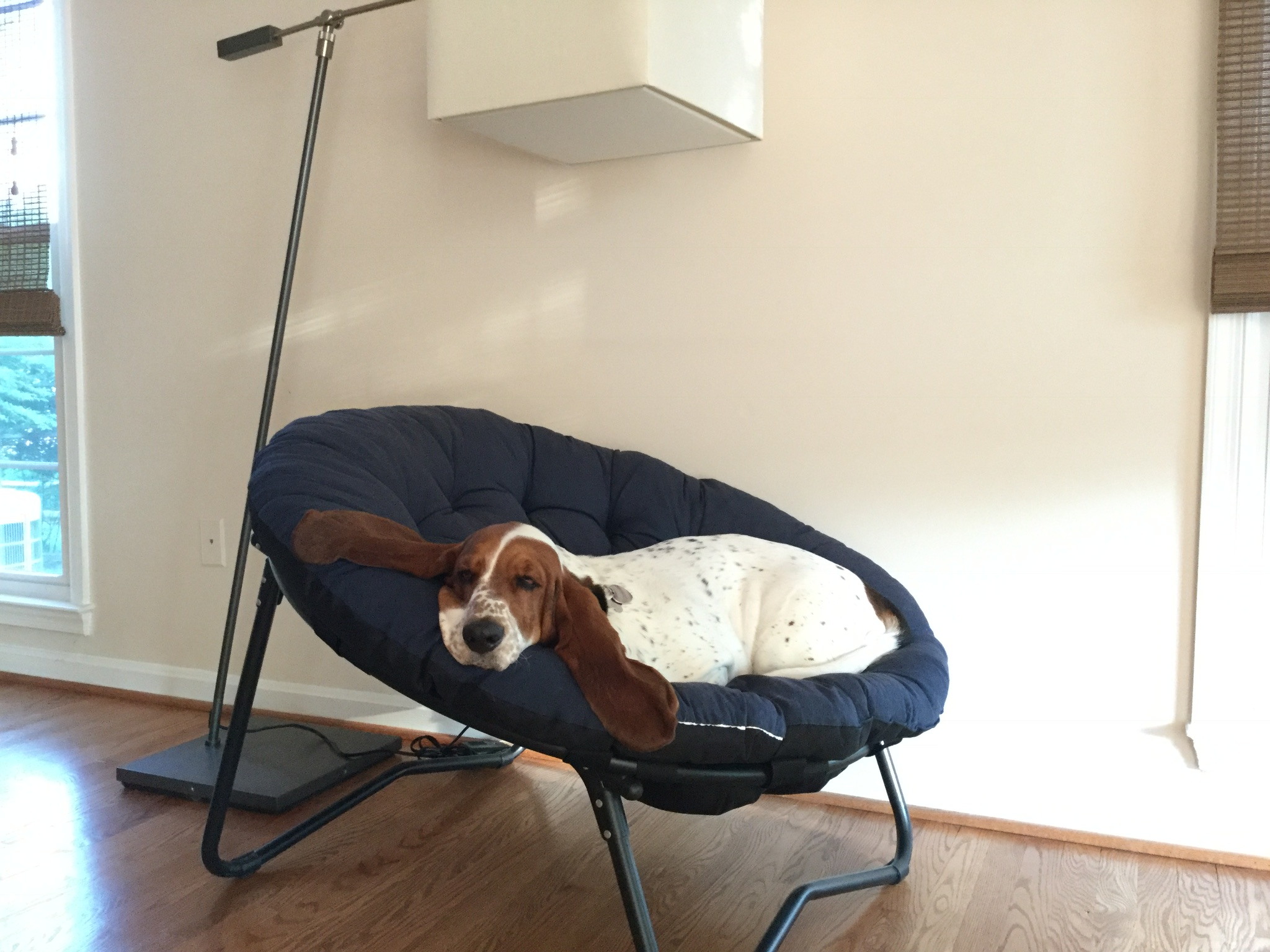 Basset Hound dog resting on an aesthetic chair