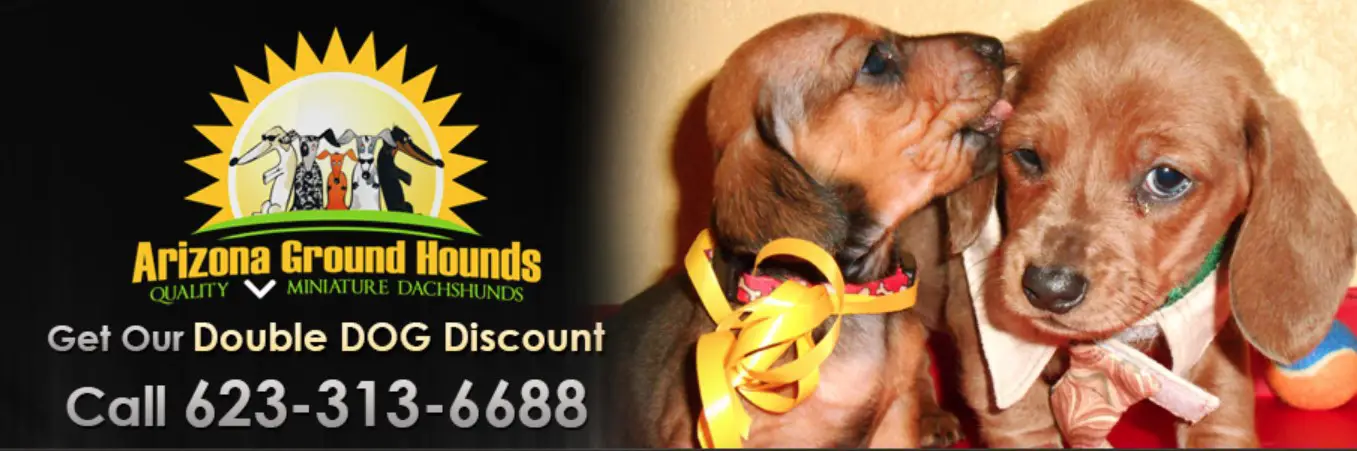 Logo of Arizona Ground Hounds with photos of Dachshund puppies