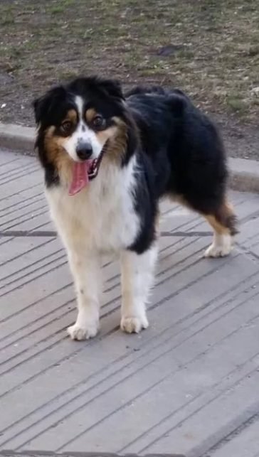 100 Female Australian Shepherd Dog Names | The Paws