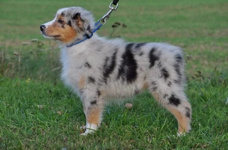 100 Female Australian Shepherd Dog Names The Paws
