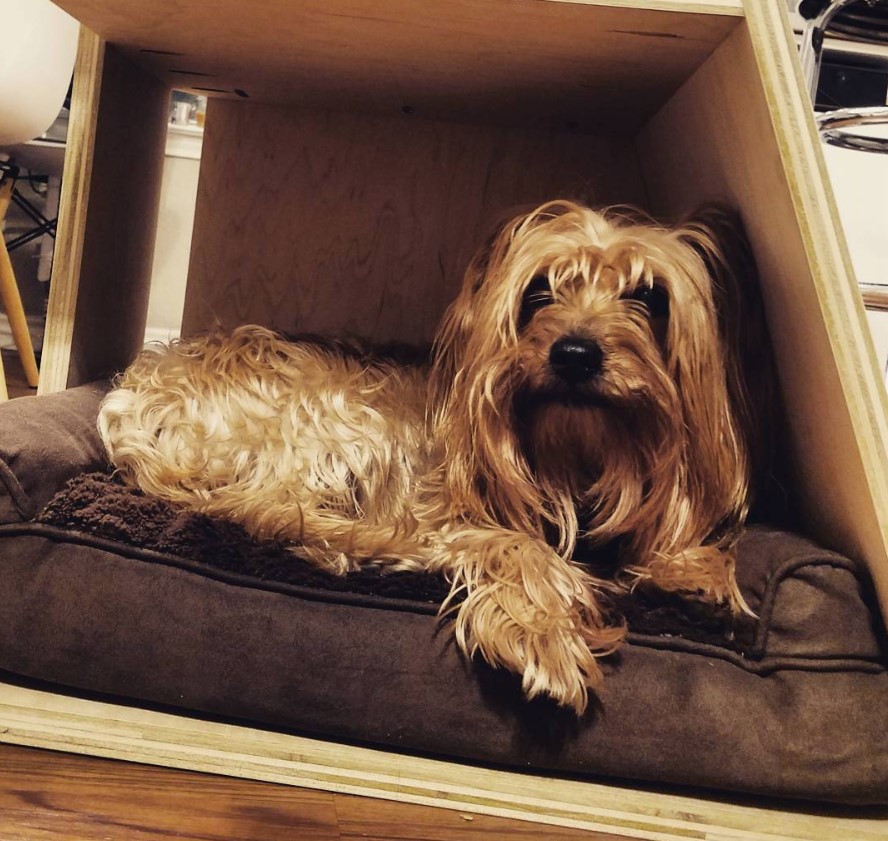 Australian Yorkshire Terrier resting on its bed