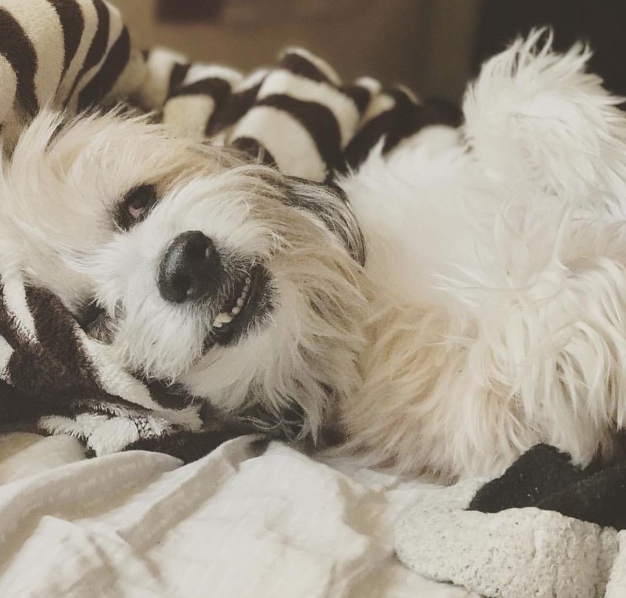 Bichon Yorkie lying down on its bed