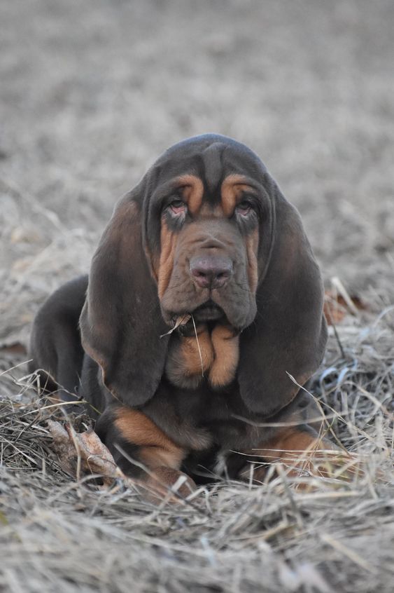 best bloodhound names