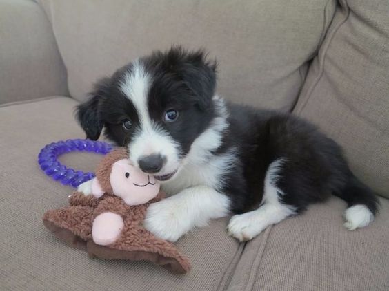 Border Collie puppy biting its stuffed toy on the couch