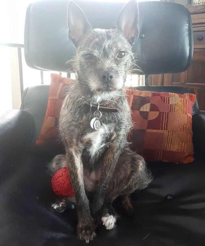 Boston Yorkie with gray and white fur color sitting on the chair