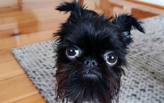 brussels griffon stuffed animal