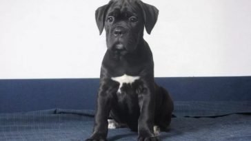 75 Male Cane Corso Dog Names The Paws