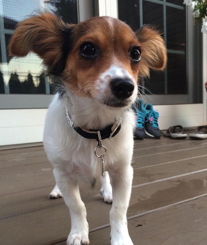 Chorkie standing in the veranda