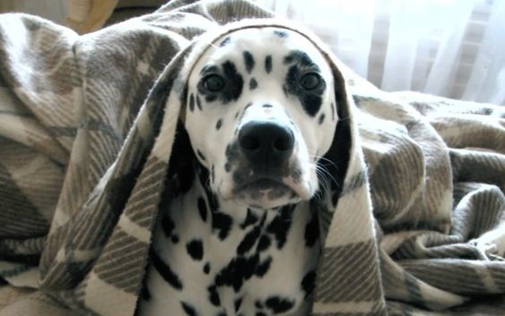 female dalmatian