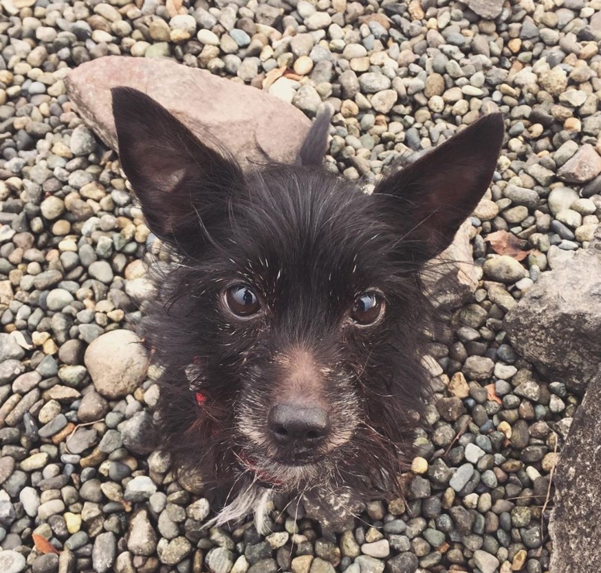 plain black Dorkie sitting on the pebbles