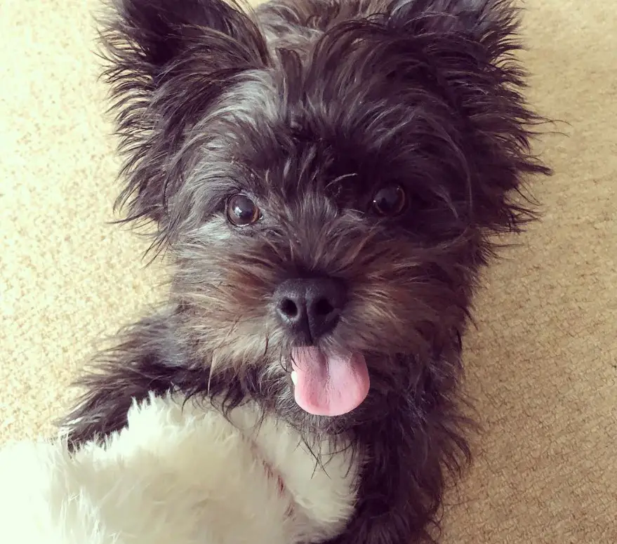 Fourche Terrier sticking its tongue out