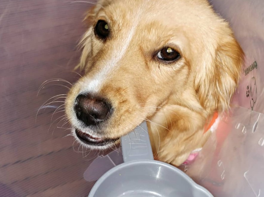 Goldenshire biting a measuring cup