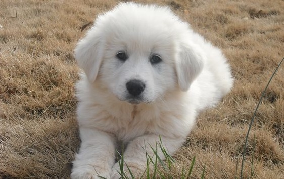 male great pyrenees